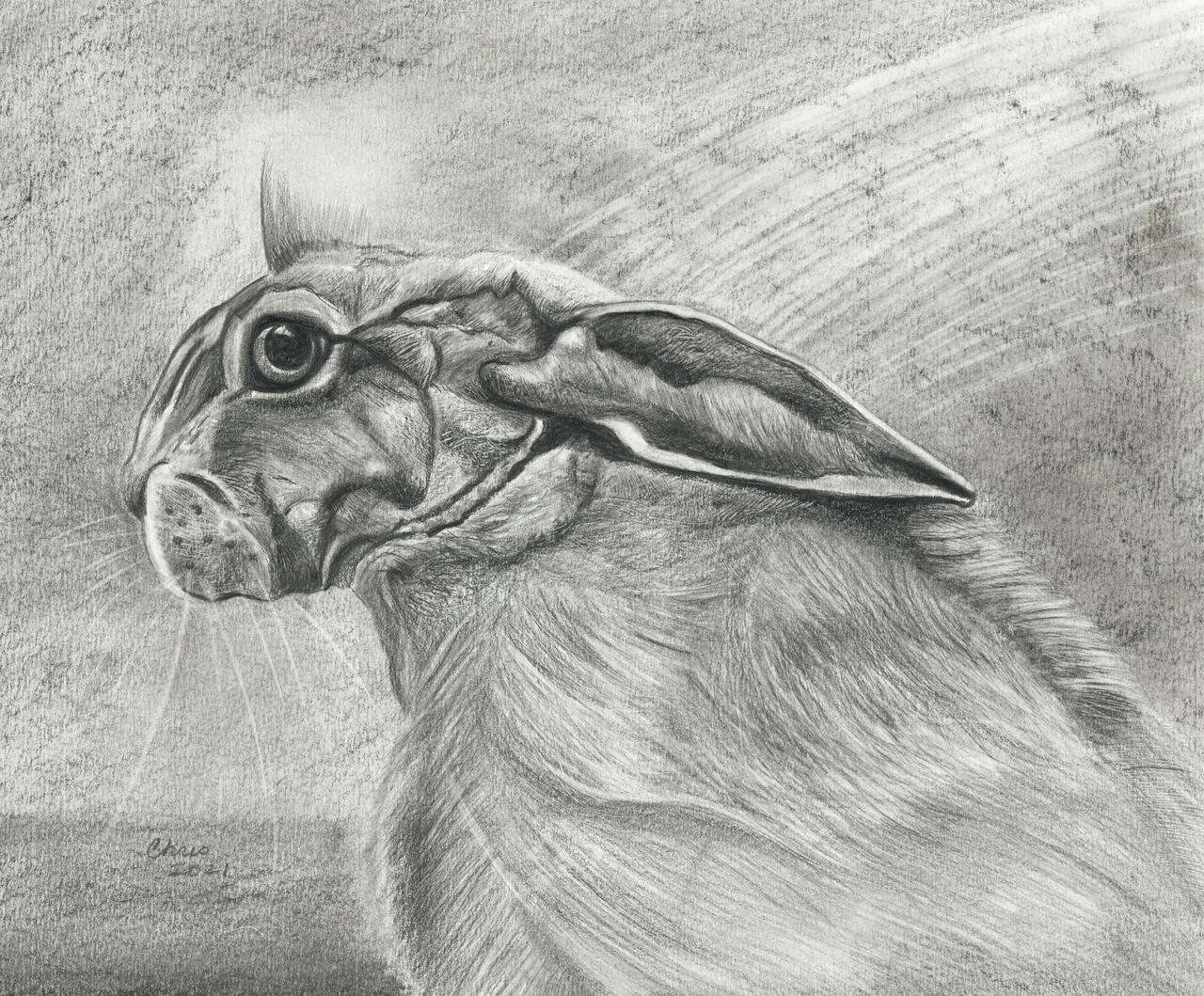 Oddly Rabbit An Odd Little Bunny by BaliIndonesia1 on DeviantArt