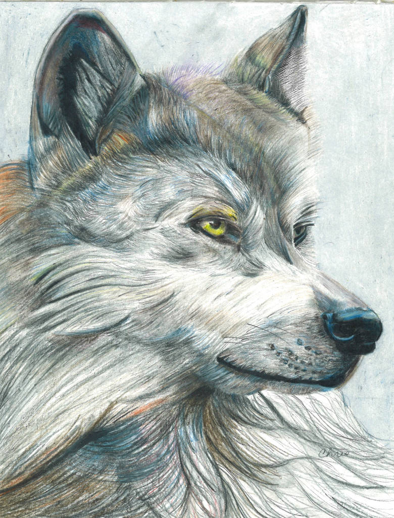 Blue Wolf by BaliIndonesia1 on DeviantArt