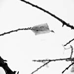 one. by awfultosee