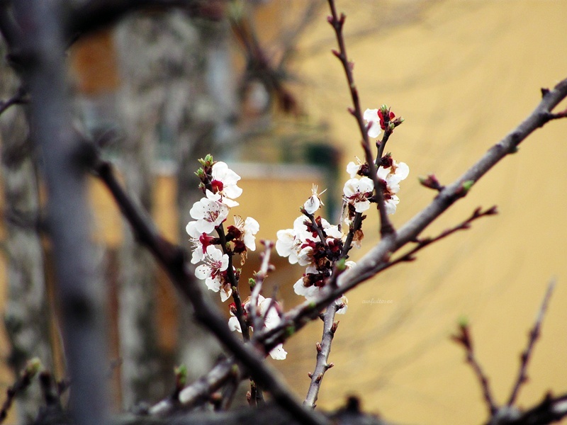 printemps.