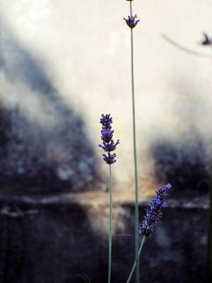 as these shadows fall on me now. by awfultosee as these shadows fall on me now. by awfultosee