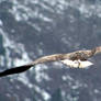 White-tailed Eagle 2