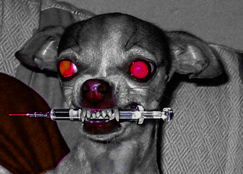 Evil Chihuahua By Bloody Lily67 On Deviantart Evil Chihuahua By Bloody Lily67 On Deviantart