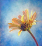 Summer Breeze by SandieBlair