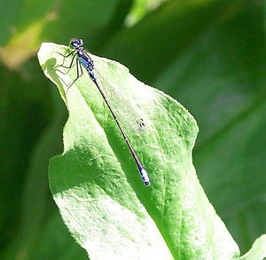 Damselfly