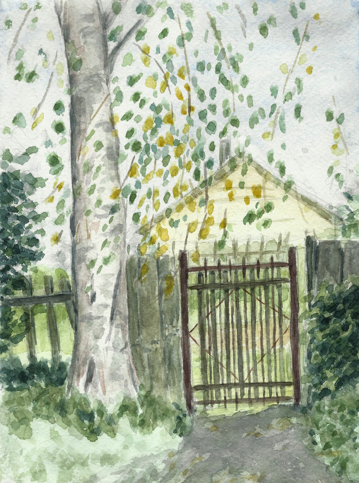 Birch and garden gate