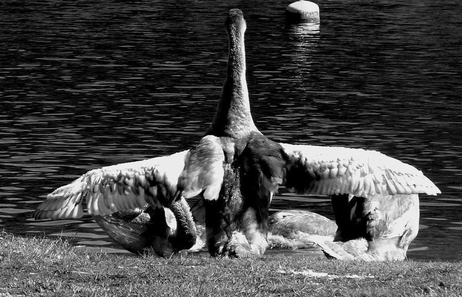 young swan by Jezeele on DeviantArt