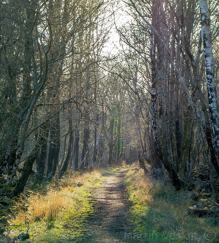 Forest Walk