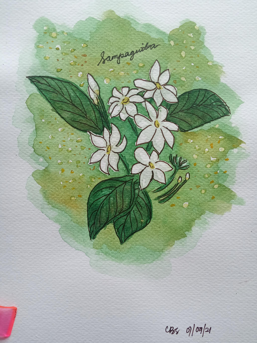 Philippine National Flower Sampaguita Drawing philippine-national-flower-sampaguita-drawing
