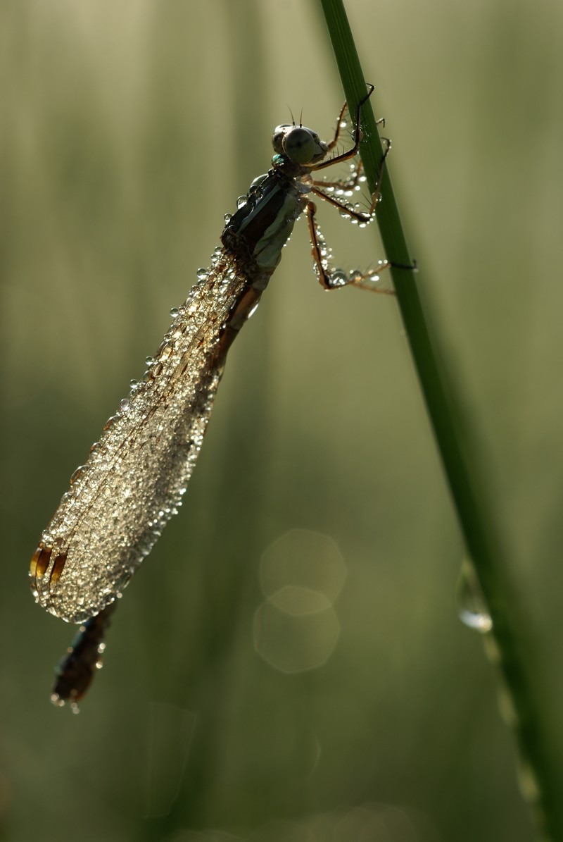 Dragonfly at the morning