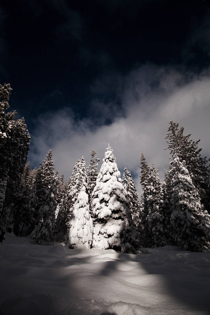 Wintertree by SkylerBrown