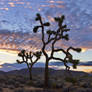 Joshua Tree