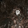 Barn Owl