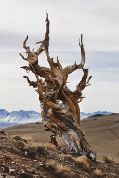 Ancient Bristlecone Pine