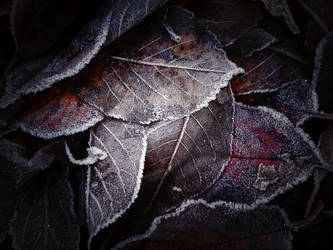 frosty leaves by EdinaBaltas