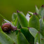 young snail