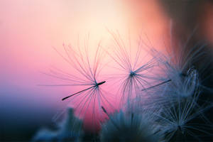 angel feather... by EdinaBaltas angel feather... by EdinaBaltas
