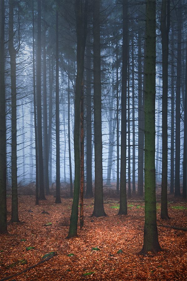 forest of mysteries... by edinabaltas on DeviantArt