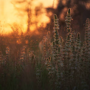 sunkissed... by EdinaBaltas sunkissed... by EdinaBaltas