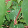 Waterdrops on the leaves