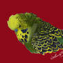 Cassius the English Budgie