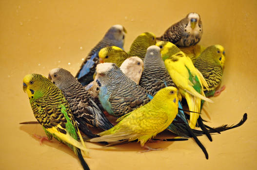 All fourteen of my budgies in the bathtub together