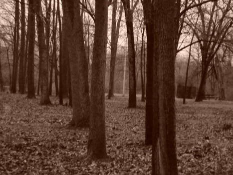 Forest through the trees