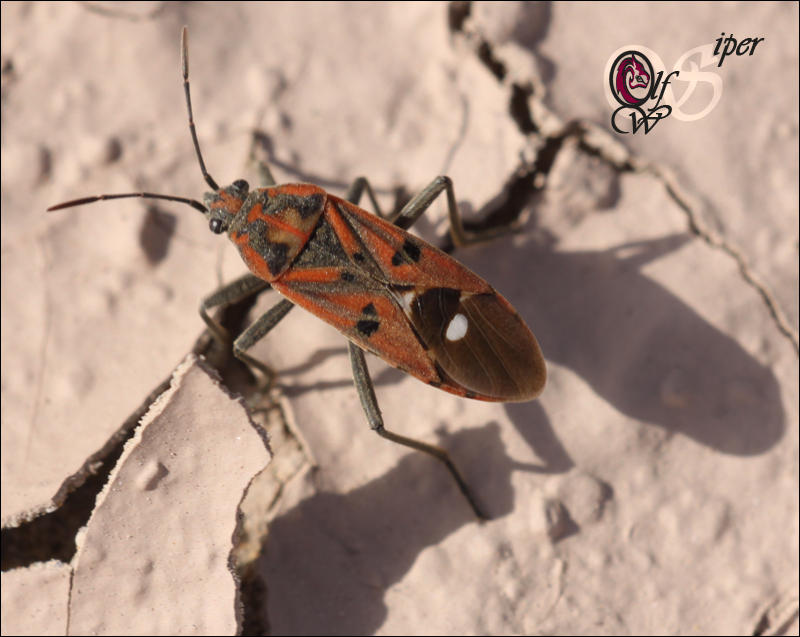 insect 4 by SNiPERWOLF-UAE on DeviantArt