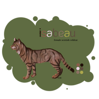 Isabeau the Scottish Wildcat
