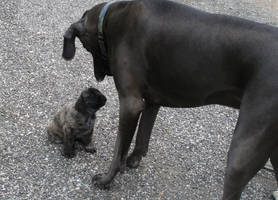 Rosie as a puppy, and Logan, who remains tall