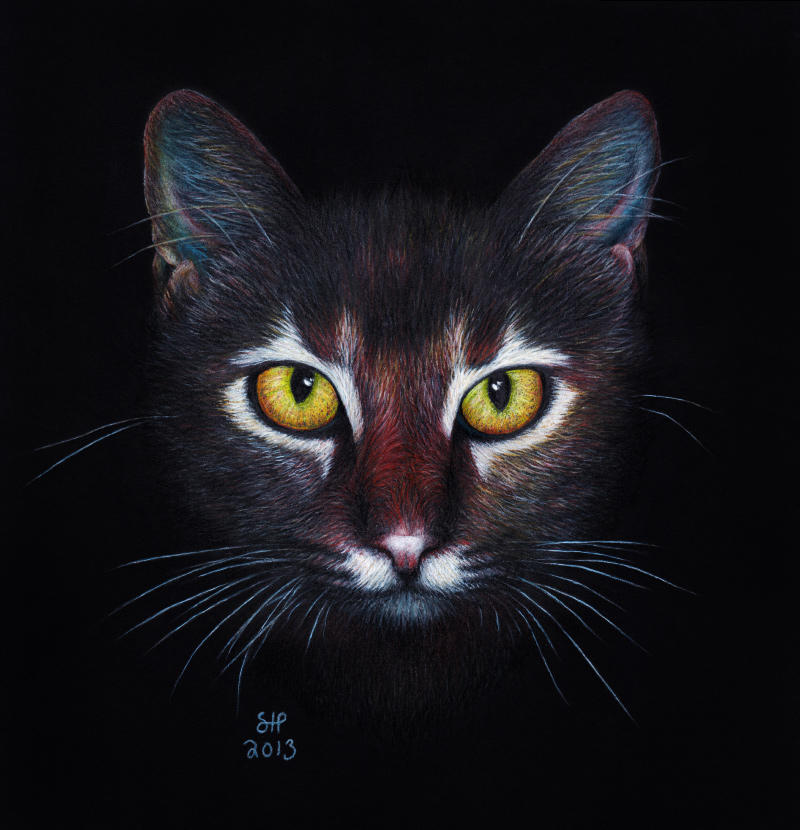 Kitty face by shanskala Kitty face by shanskala