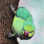 Indian ringneck parrot