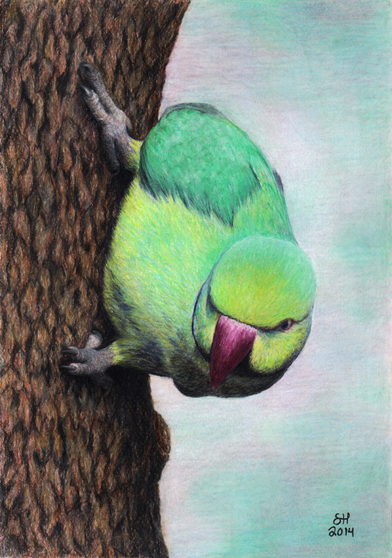 Indian ringneck parrot