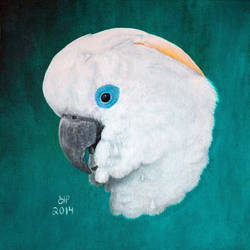 Blue-eyed cockatoo