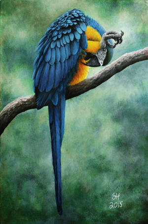 Preen by shanskala Preen by shanskala