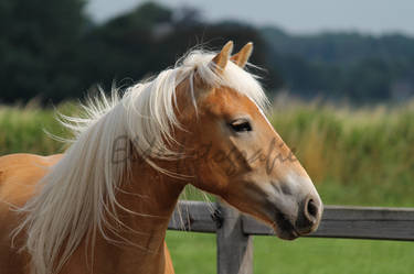 Haflinger