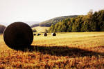 Hay by atomiccupcake57