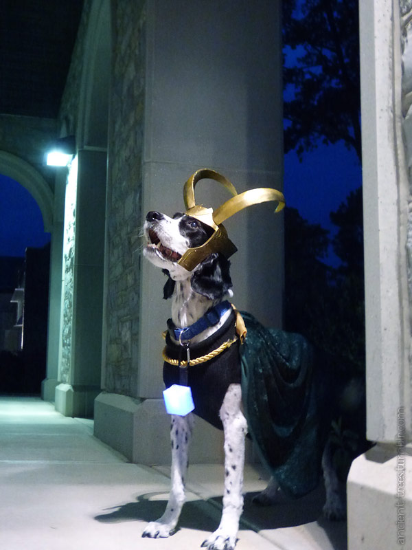 KNEEL BEFORE YOUR DOG.