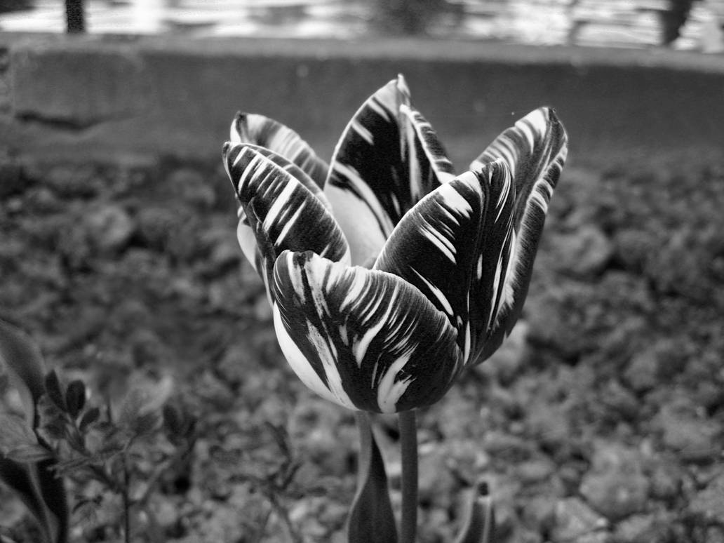 Arince beyaz cizgili by arince on DeviantArt