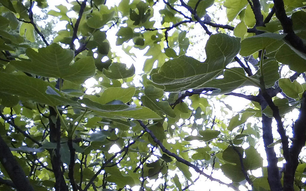Fig Tree Vector Deviantart Fig tree by edd44choo20 on DeviantArt