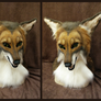 Stevo coyote