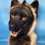 More photos of realistic wolf head for mr.ulfrik