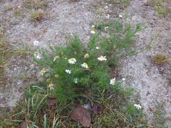 flower in dry dirt