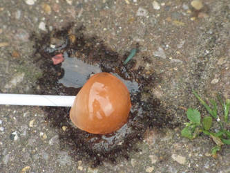 lollipop and ants