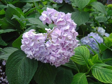 Hydrangea 2