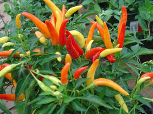 chili plant
