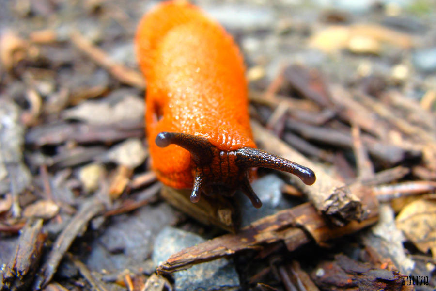 limace by zolive on DeviantArt