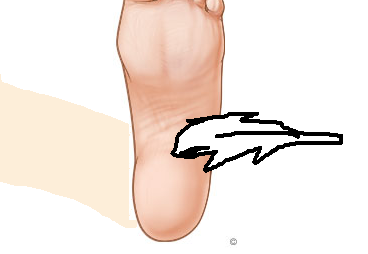 Foot