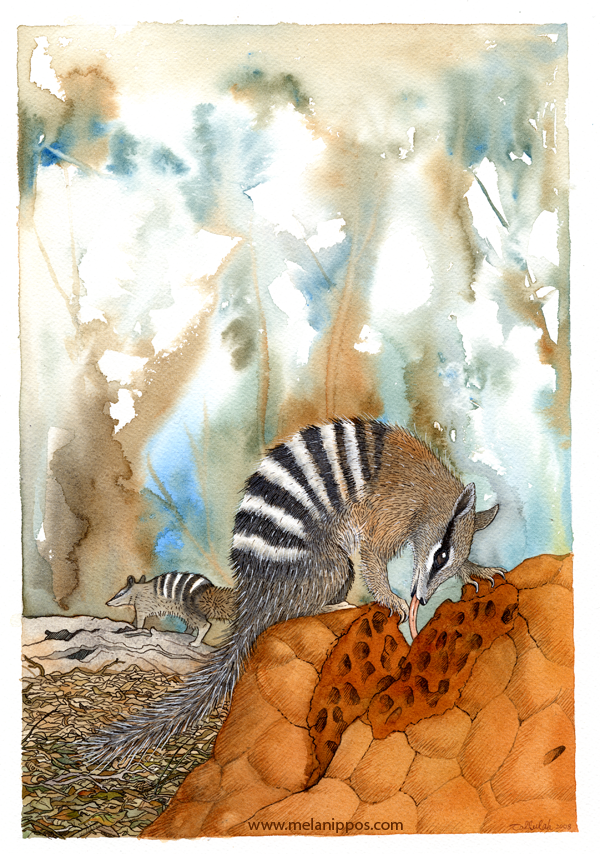 Numbat habitat study