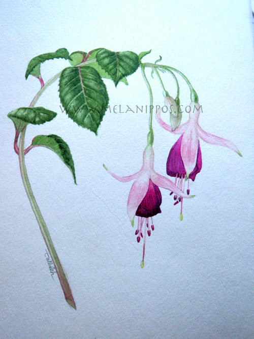 Fushia botanic plate